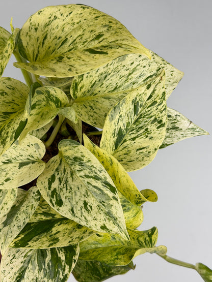 Epipremnum pinnatum 'Snow Leopard' Epipremnum Tropical Corner