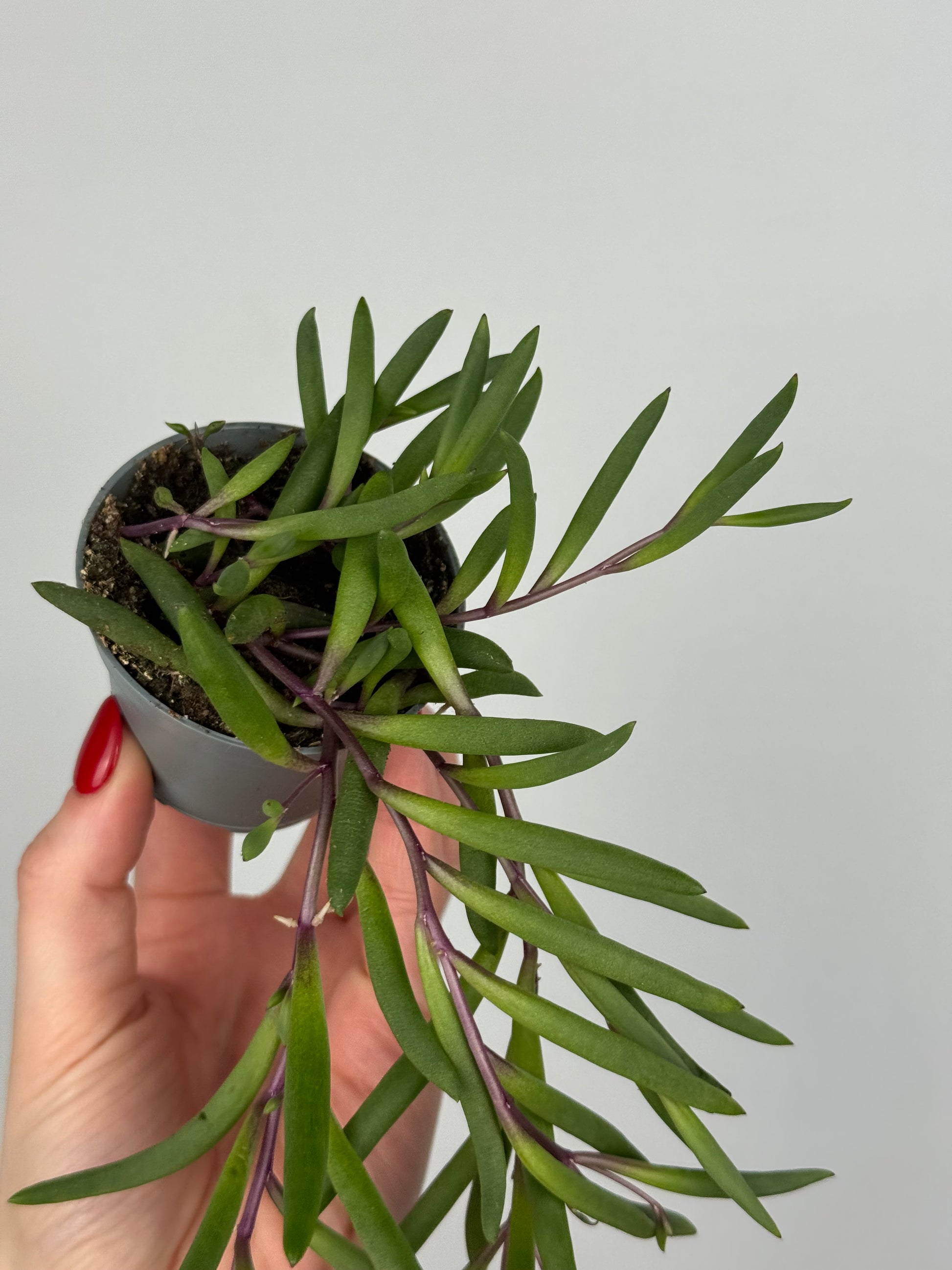 Senecio herreianus “Purple Flush”