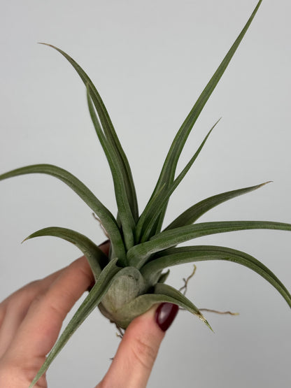 Tillandsia Fasciculata
