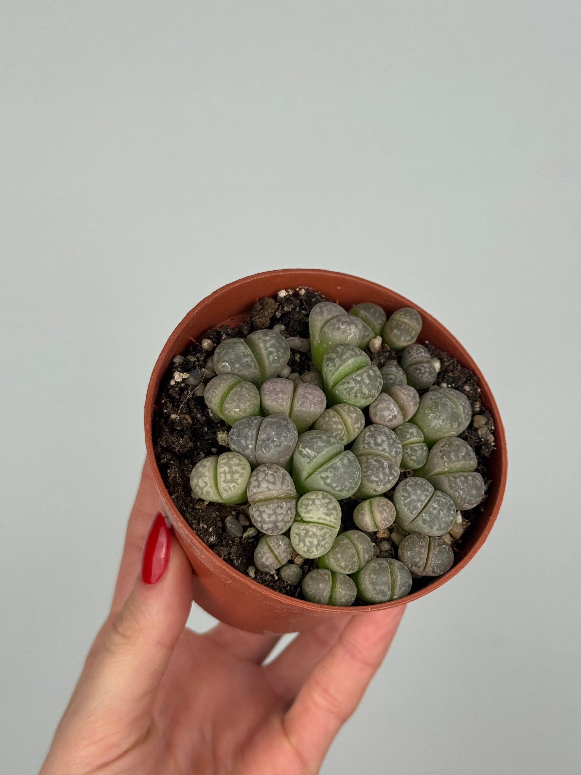 Lithops