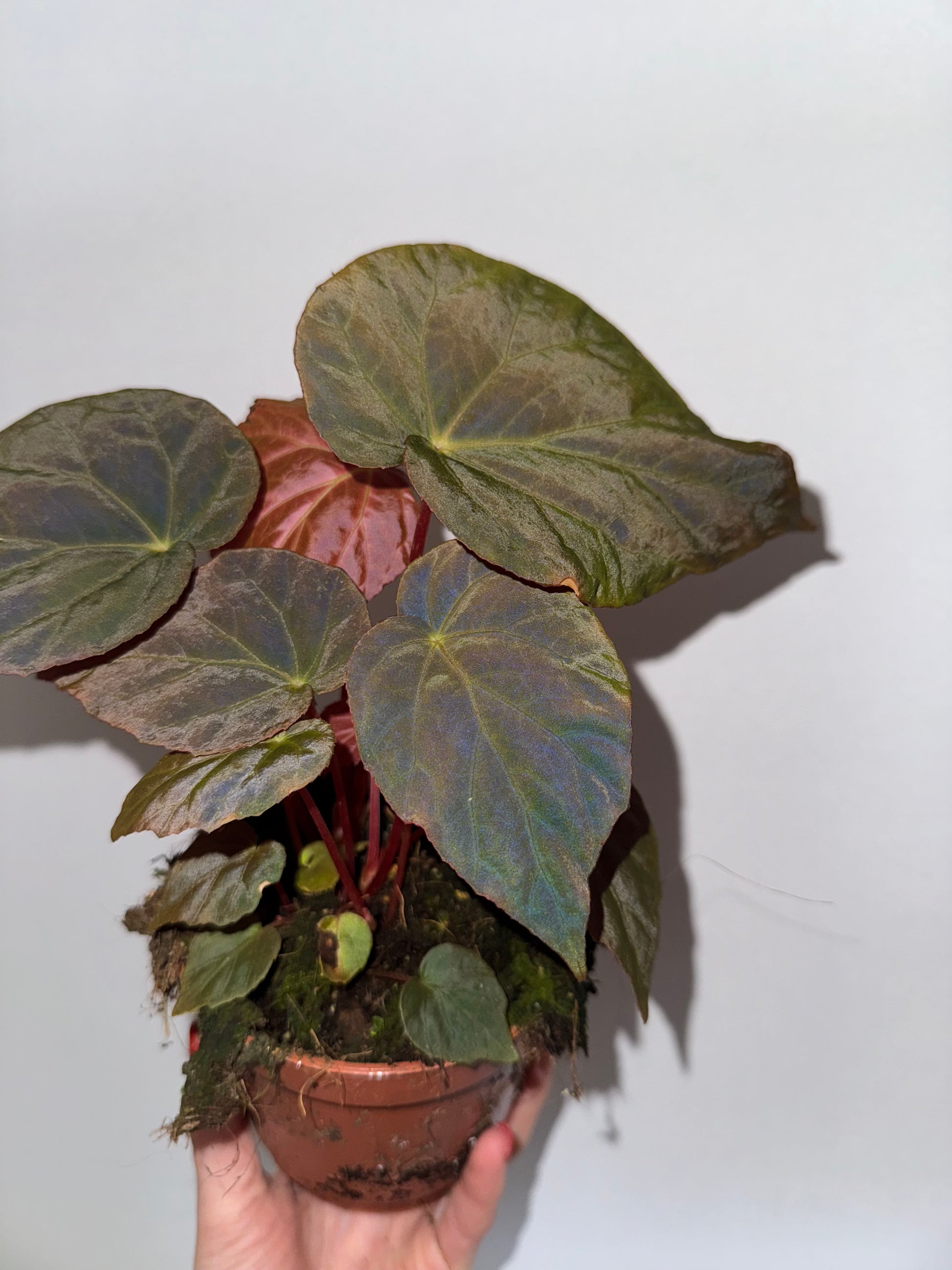 Begonia Pavonina