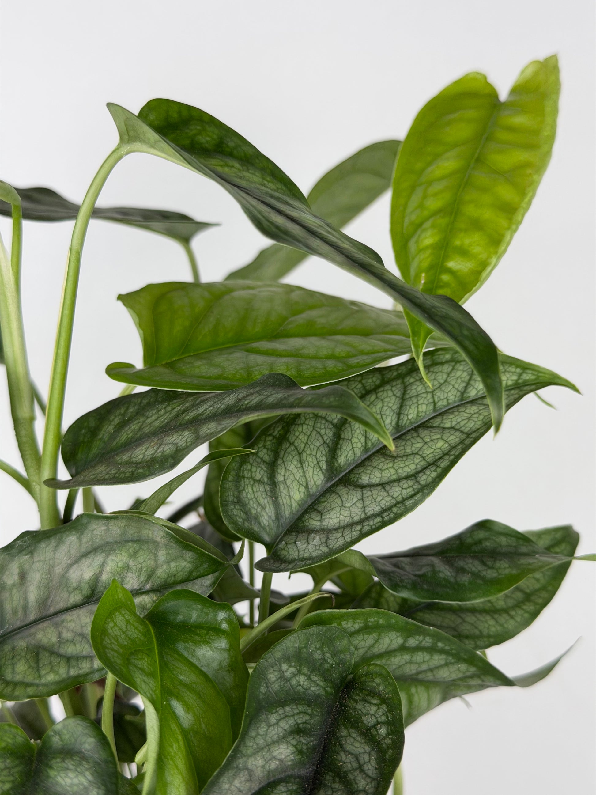 Monstera Siltepecana Monstera Tropical Corner