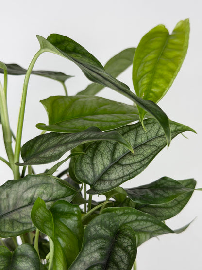 Monstera Siltepecana Monstera Tropical Corner