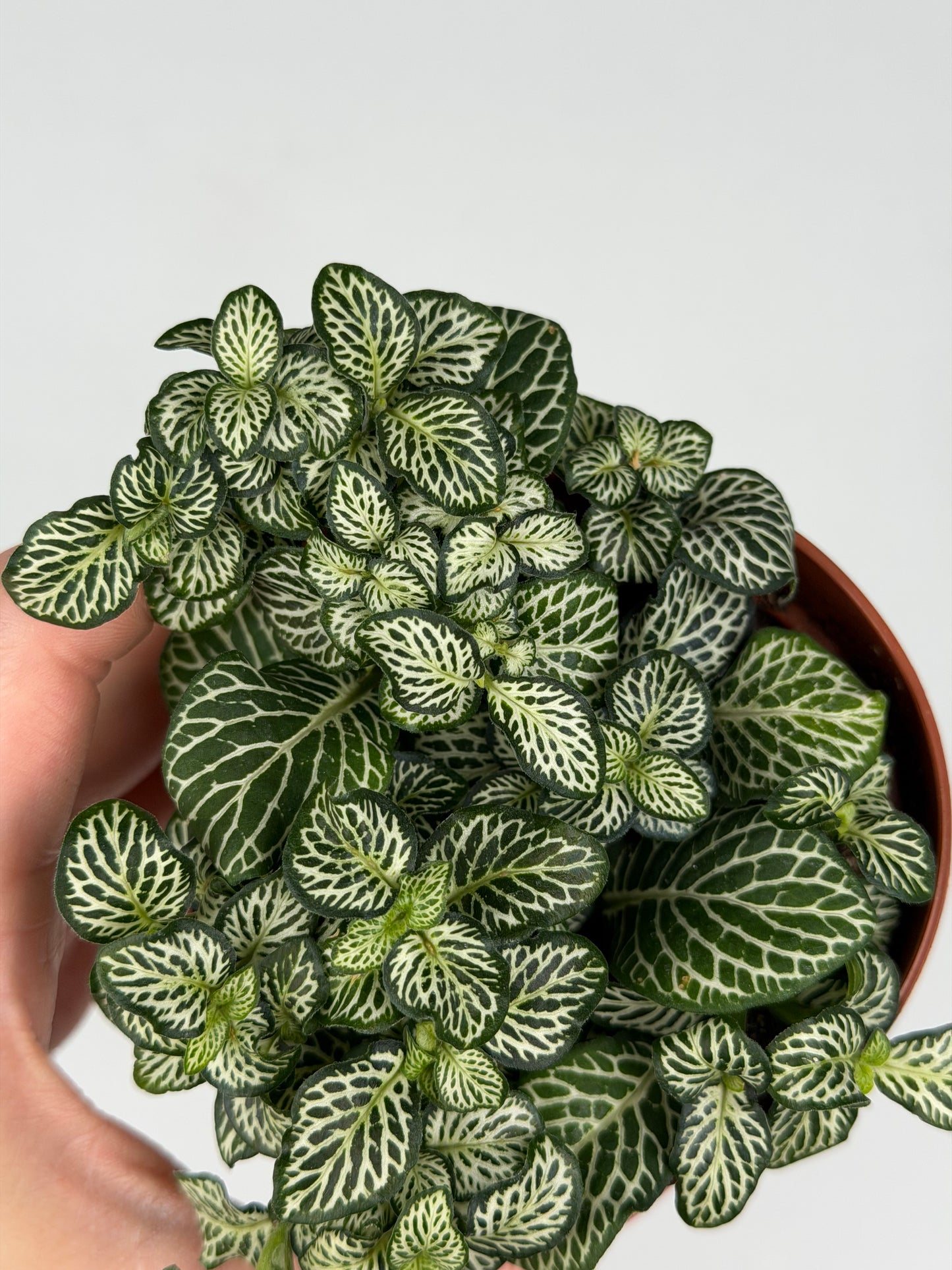 Fittonia Mosaic 'Marble Green' Fittonia Tropical Corner