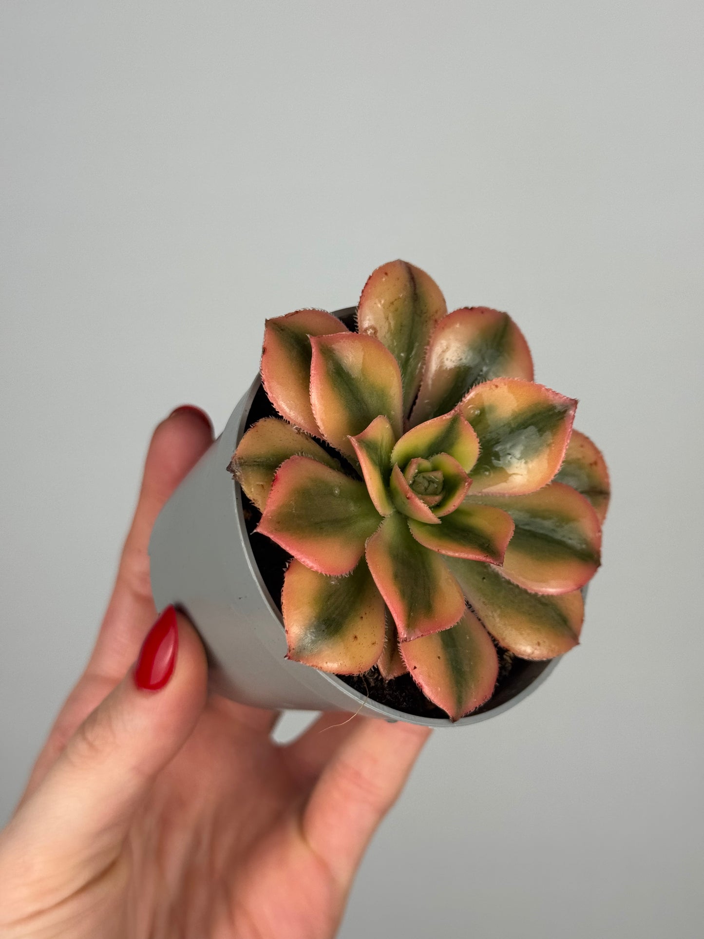 Aeonium Haworthii “Kiwi”