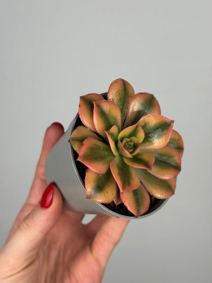 Aeonium Haworthii “Kiwi”