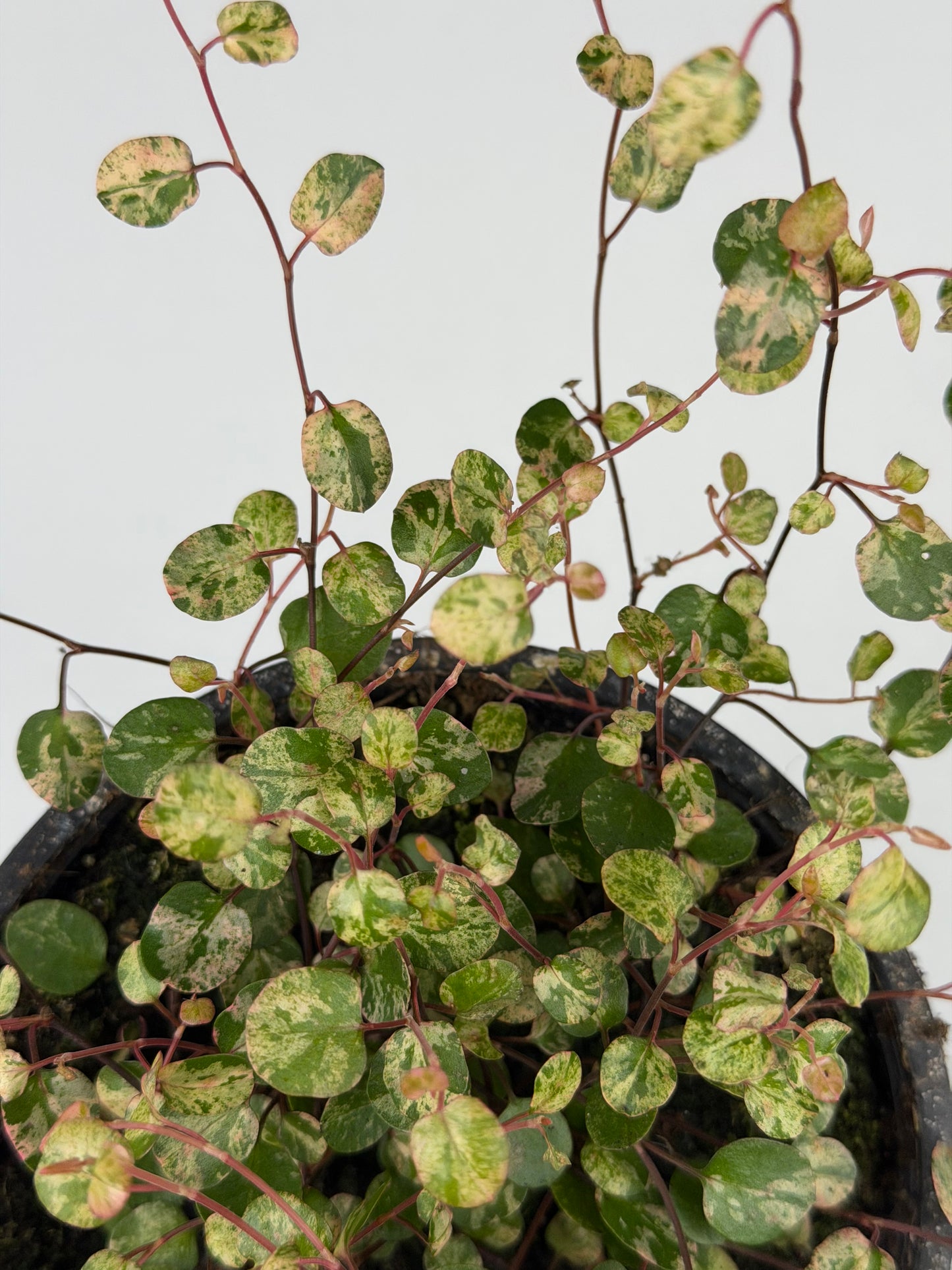 Muehlenbeckia complexa Mao'ri 'Pink Camouflage'