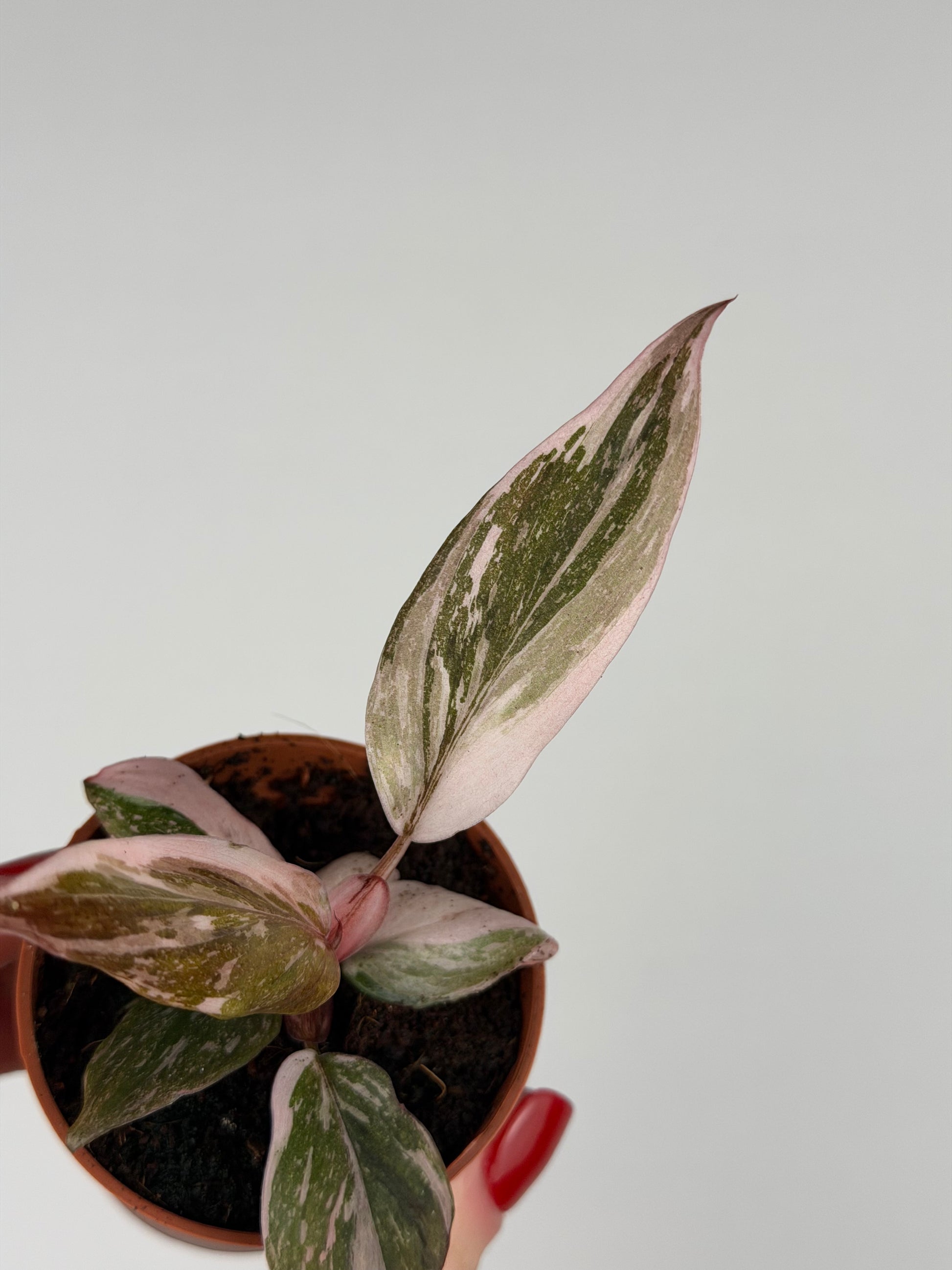 Philodendron Pink Princess