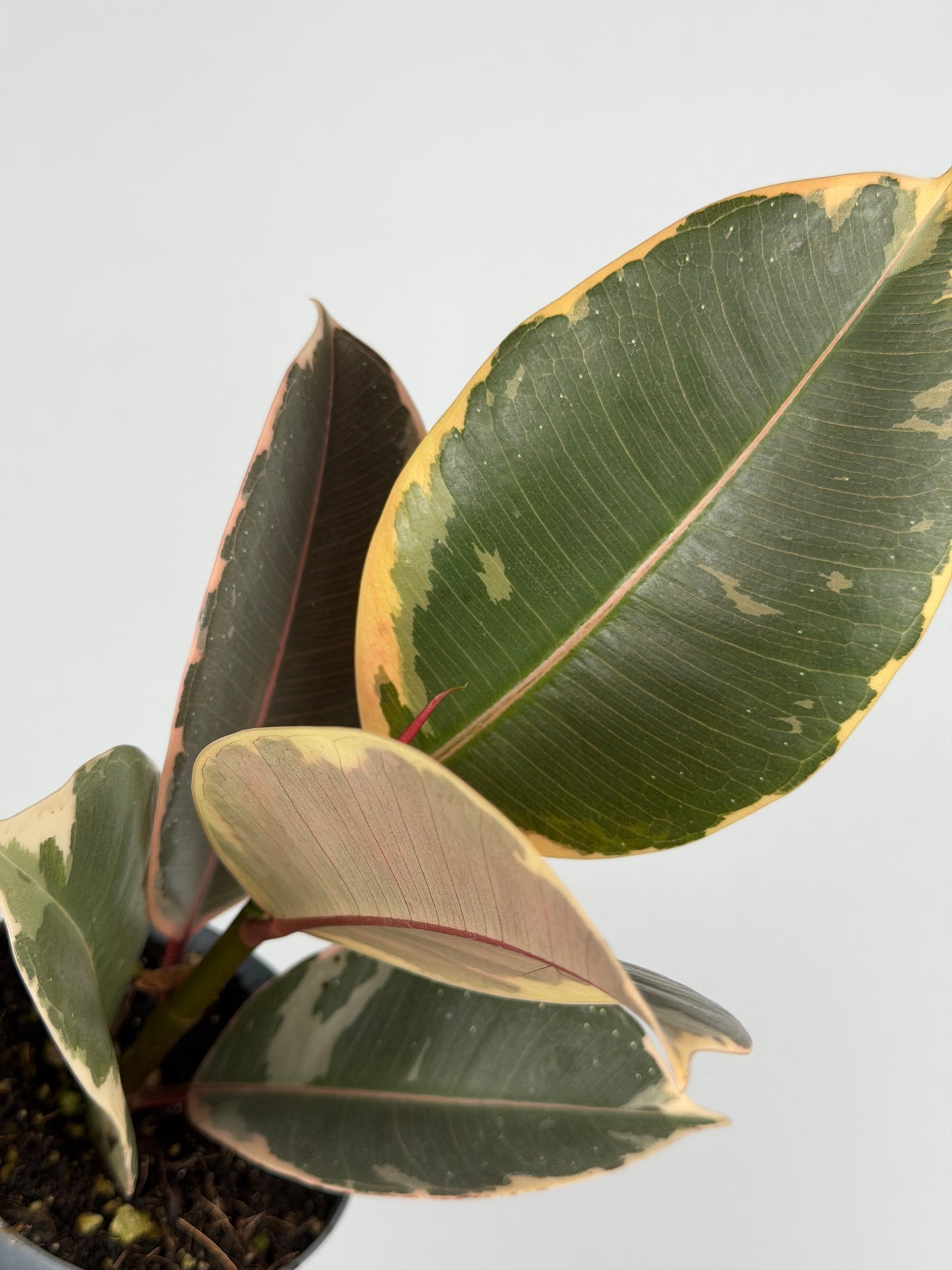 Ficus Elastica 'El Tineke'