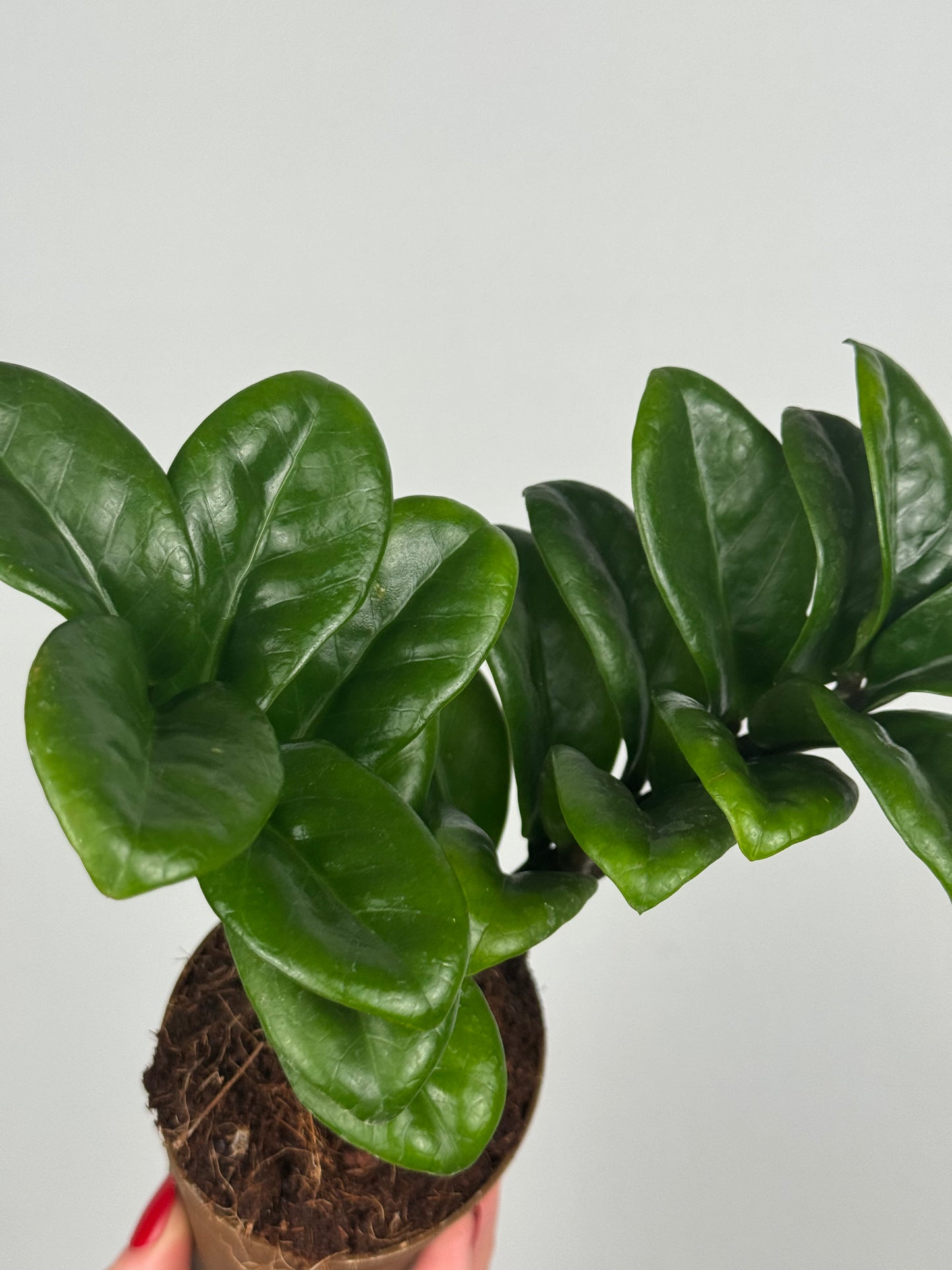 Zamioculcas Zamiifolia “Zenzi”