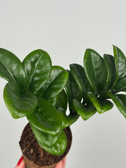 Zamioculcas Zamiifolia “Zenzi”
