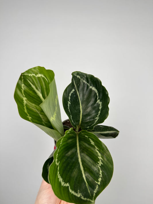 Calathea roseopicta “Green Goddess”