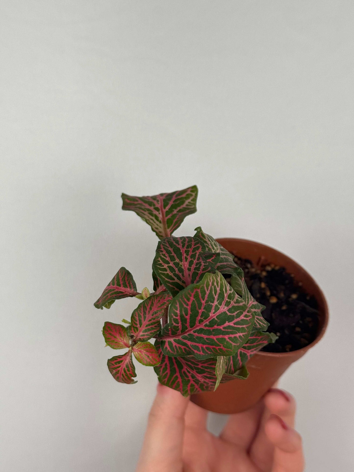 Fittonia “Joly Josan” | Minetta