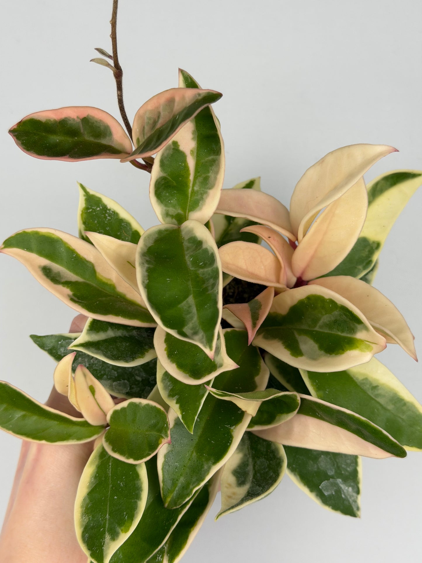 Hoya Carnosa Krimson Queen Hoya Tropical Corner