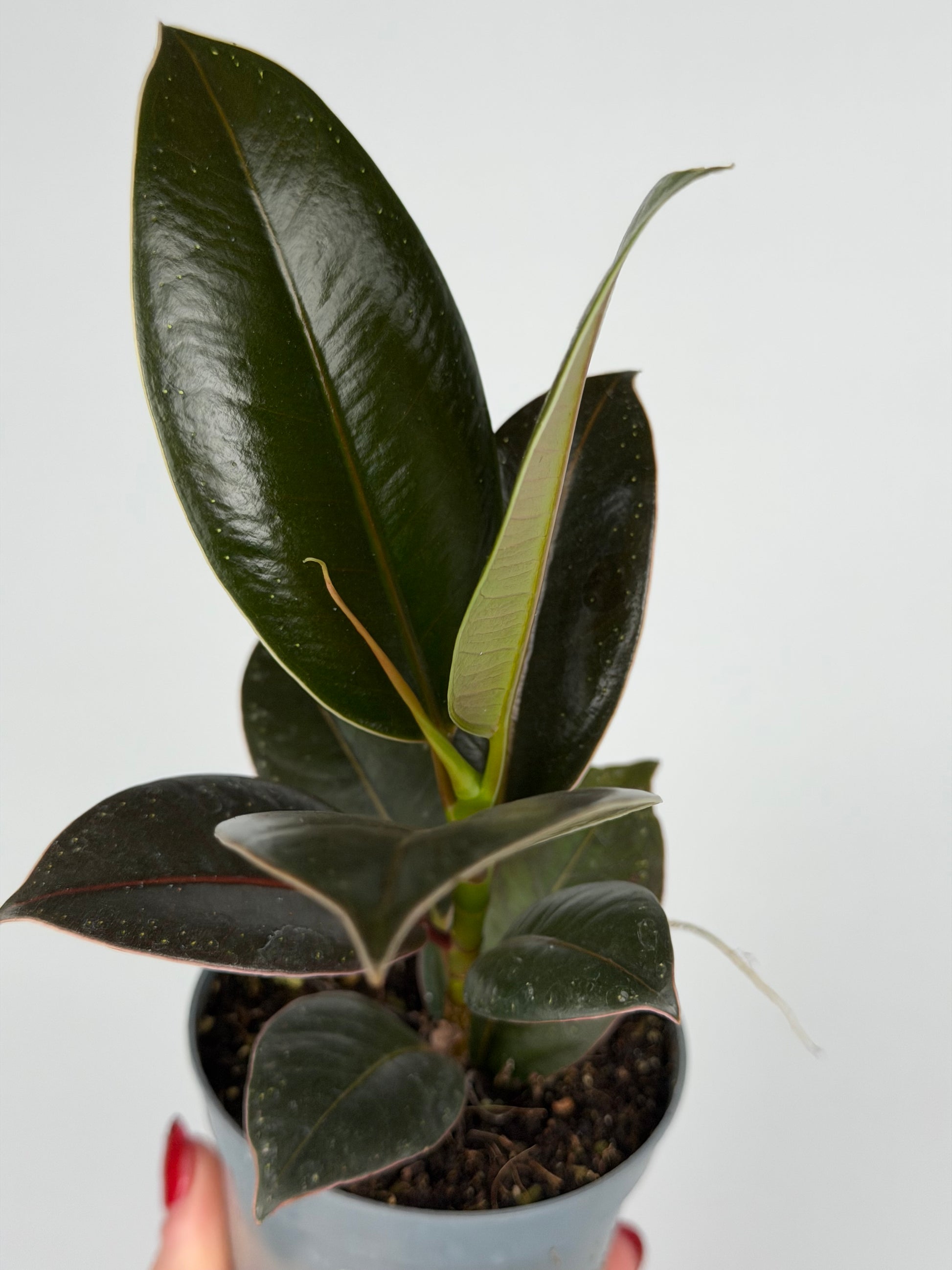 Ficus Elastica 'Melany'