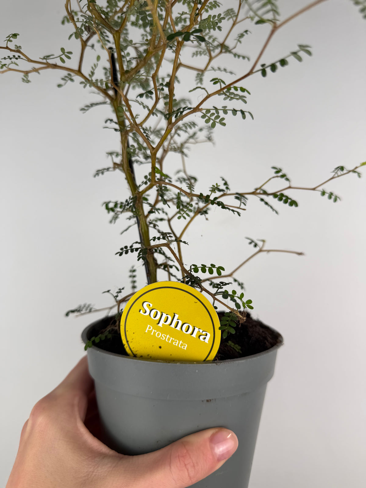 Sophora Prostrata 'Little Baby'