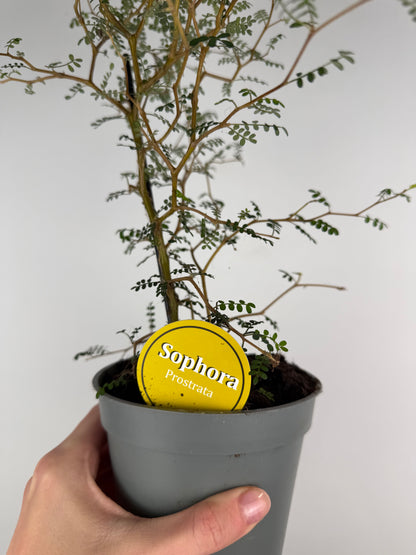 Sophora Prostrata 'Little Baby'