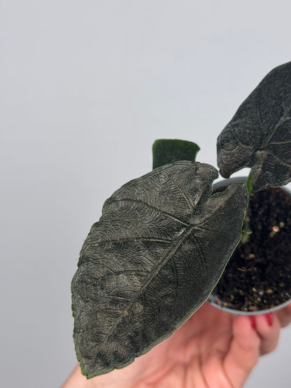 Alocasia Antoro Velvet