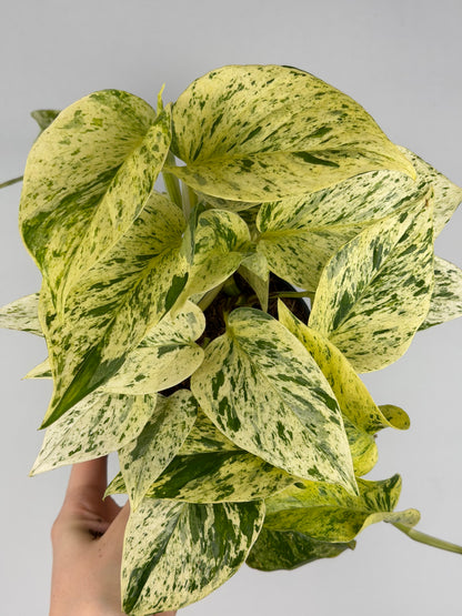 Epipremnum pinnatum 'Snow Leopard' Epipremnum Tropical Corner