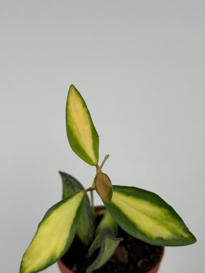 Hoya Burtoniae variegata