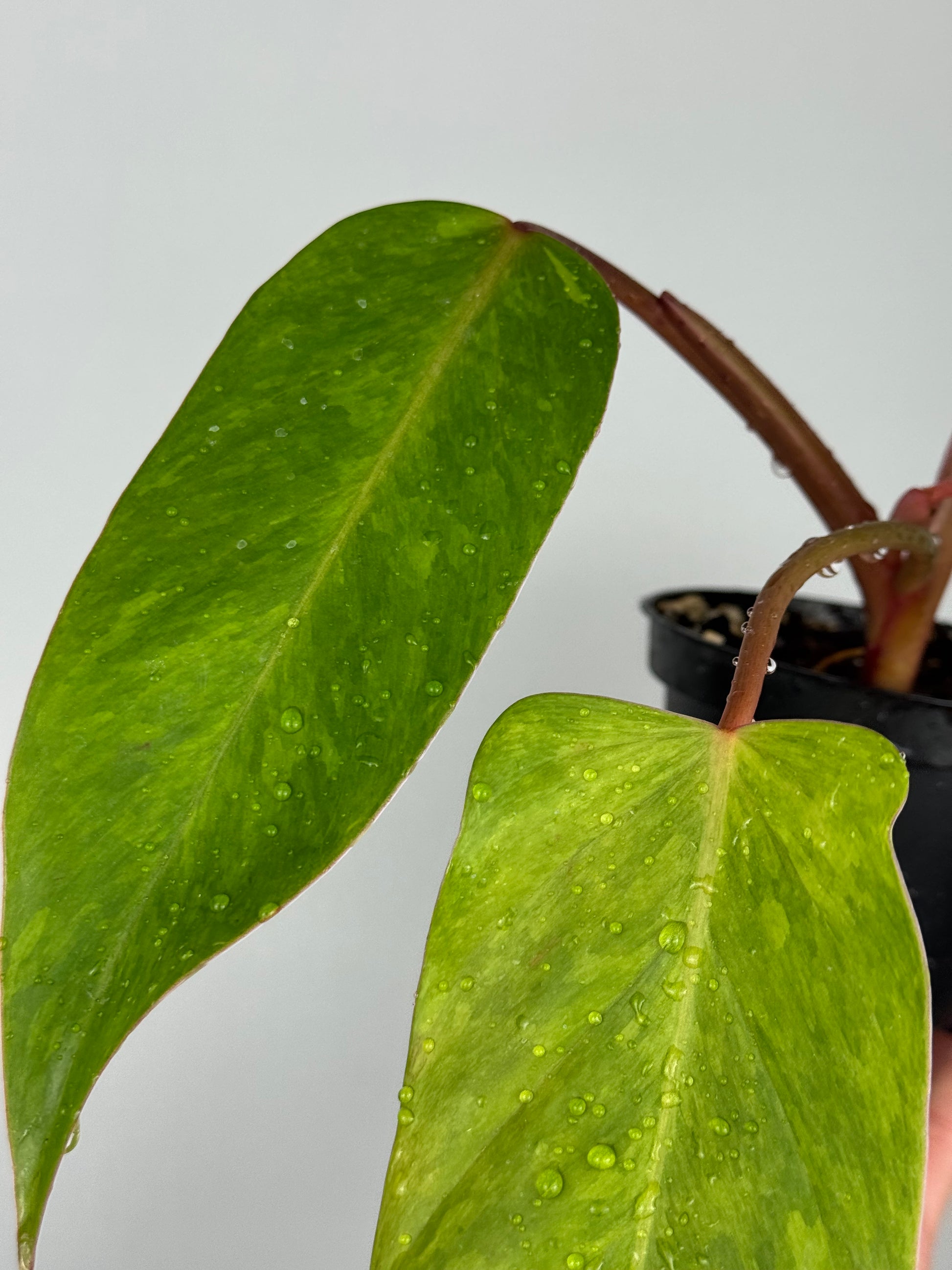 Philodendron Painted Lady | Jamie