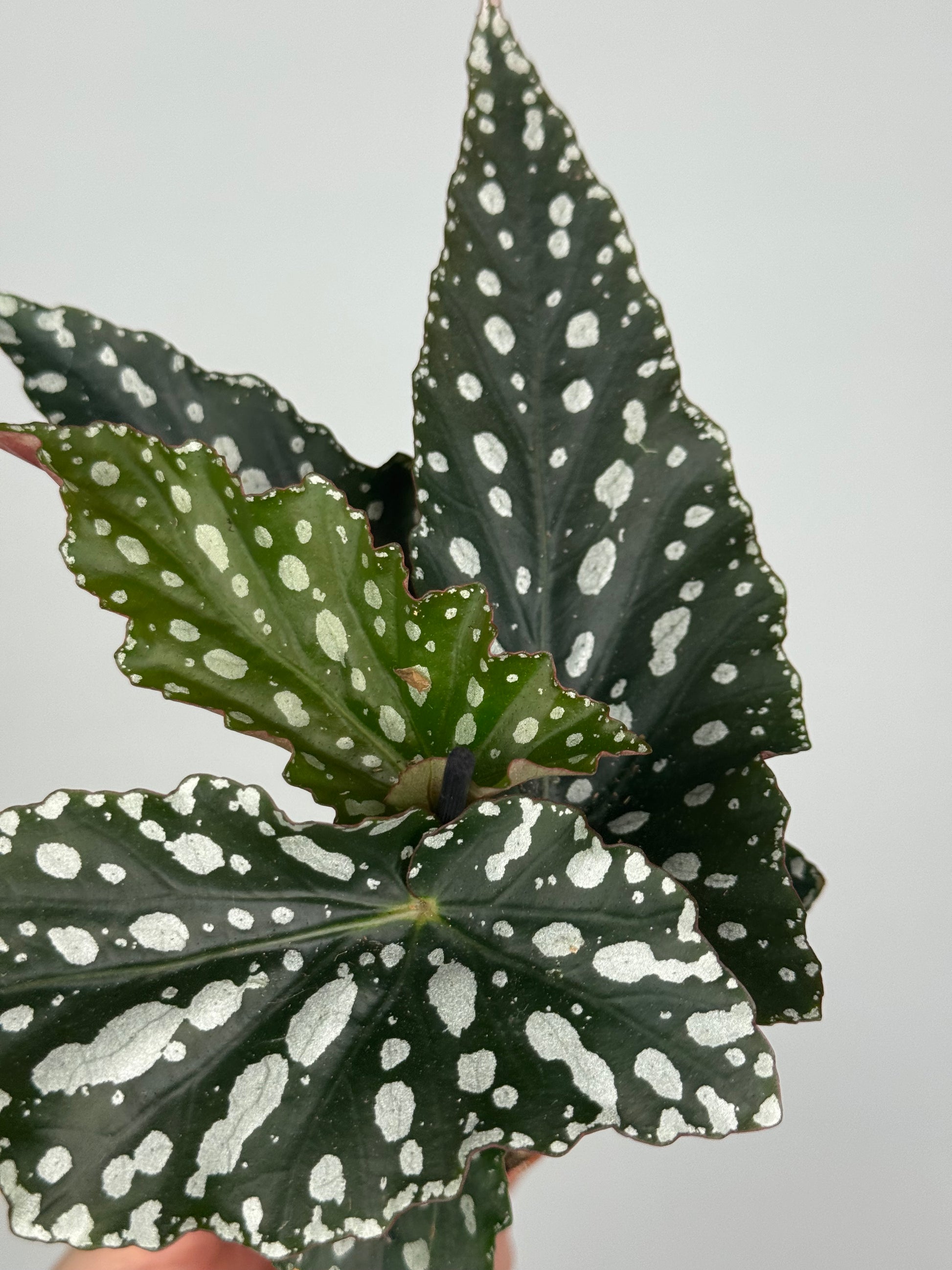 Begonia Maculata “Spotlight Green”