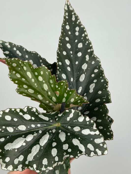 Begonia Maculata “Spotlight Green”