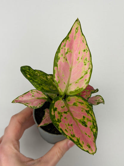 Aglaonema Red Valentine