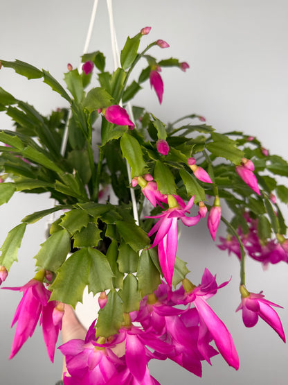 Schlumbergera Fucsia