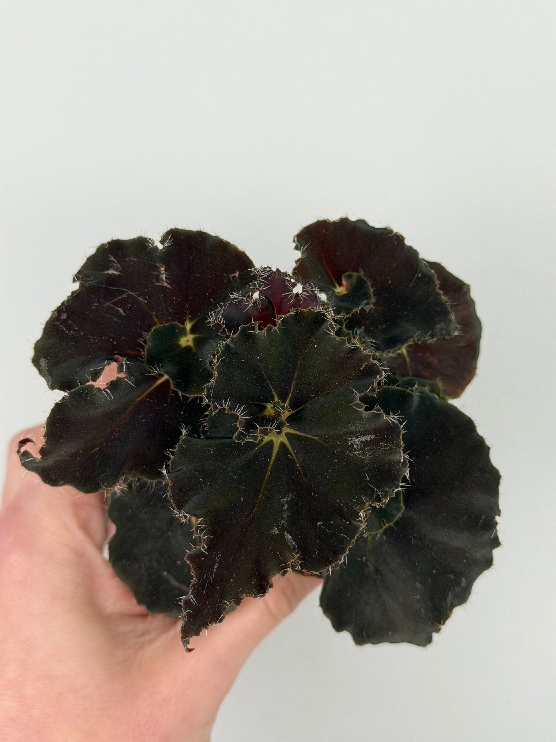 Begonia 'Dark Mambo'