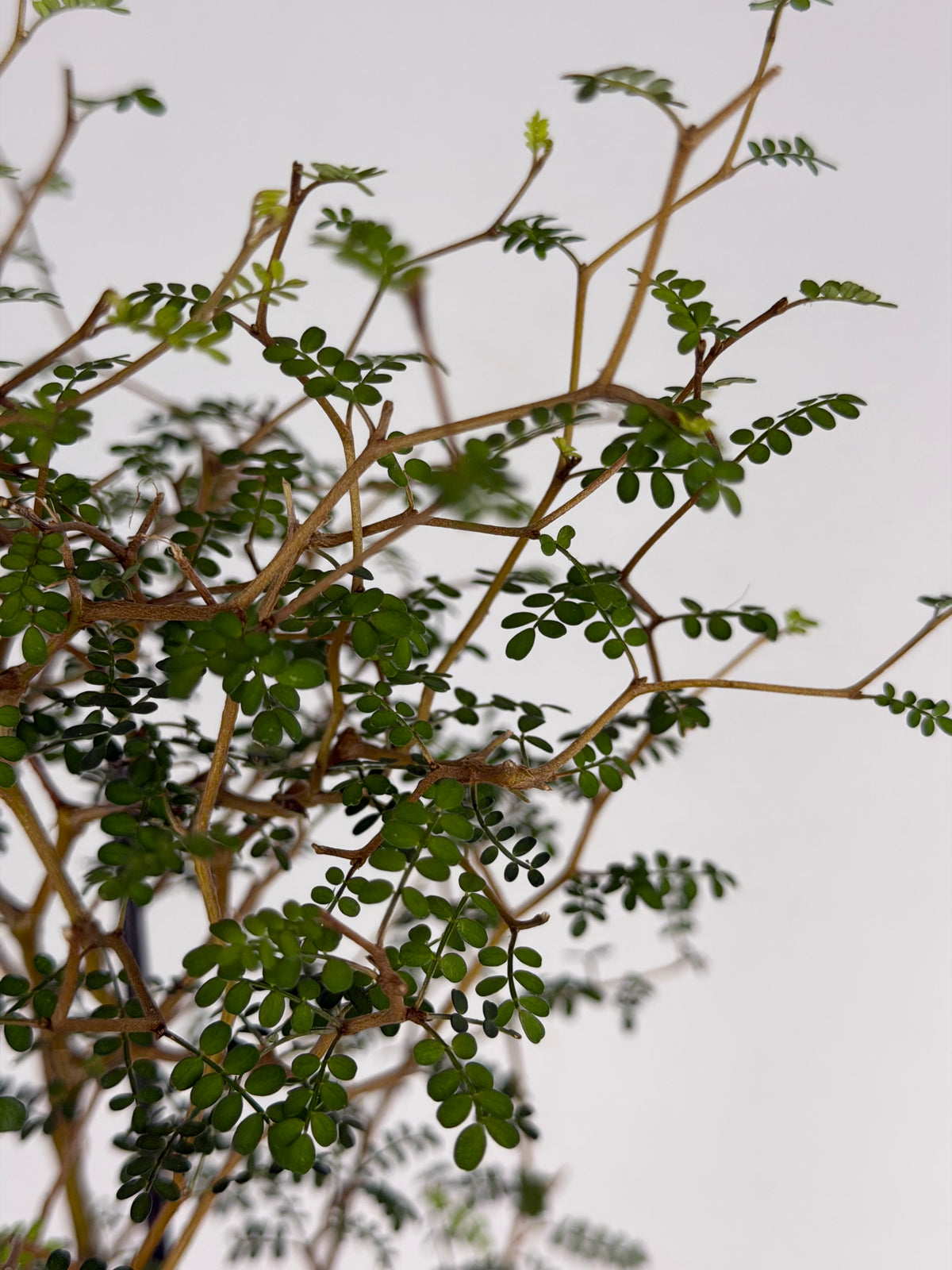 Sophora Prostrata 'Little Baby'