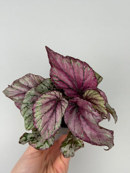 Begonia 'Hugh McLauchlan'