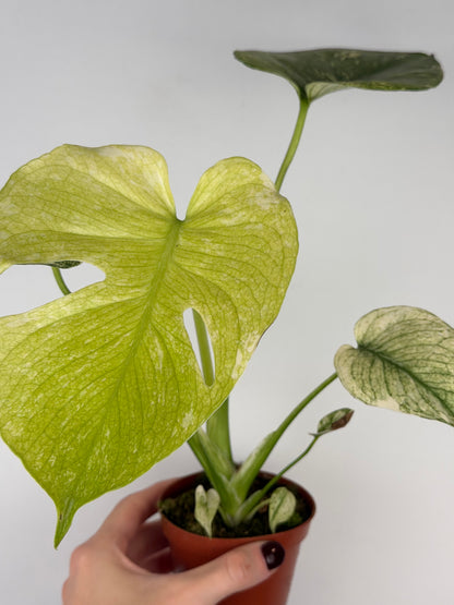 Monstera Mint