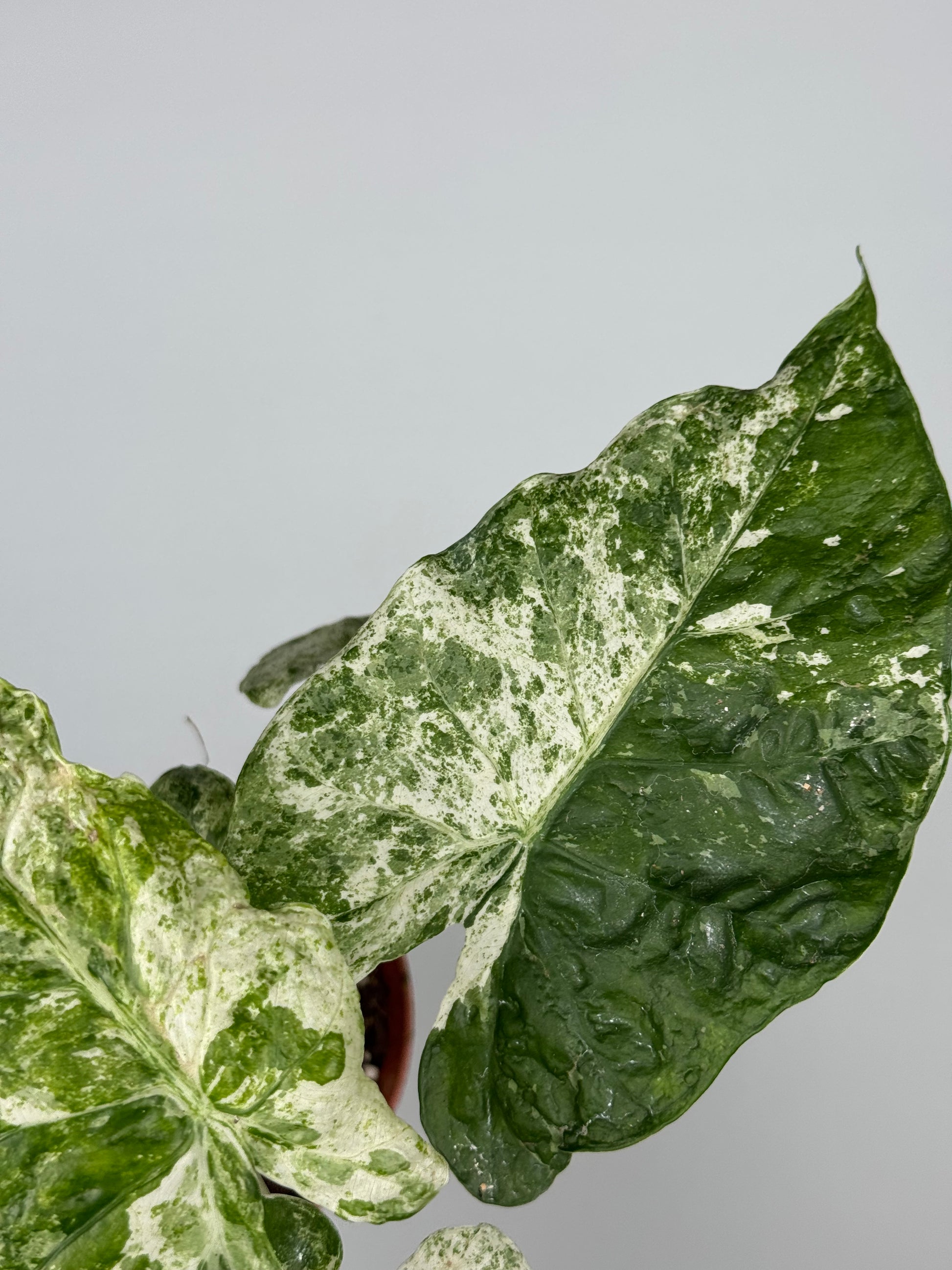 Alocasia Macrorrhiza Splash