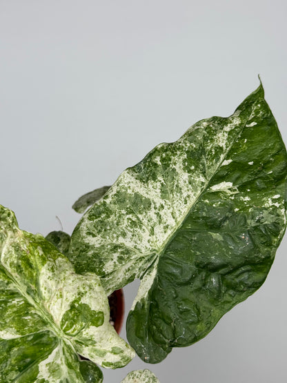 Alocasia Macrorrhiza Splash