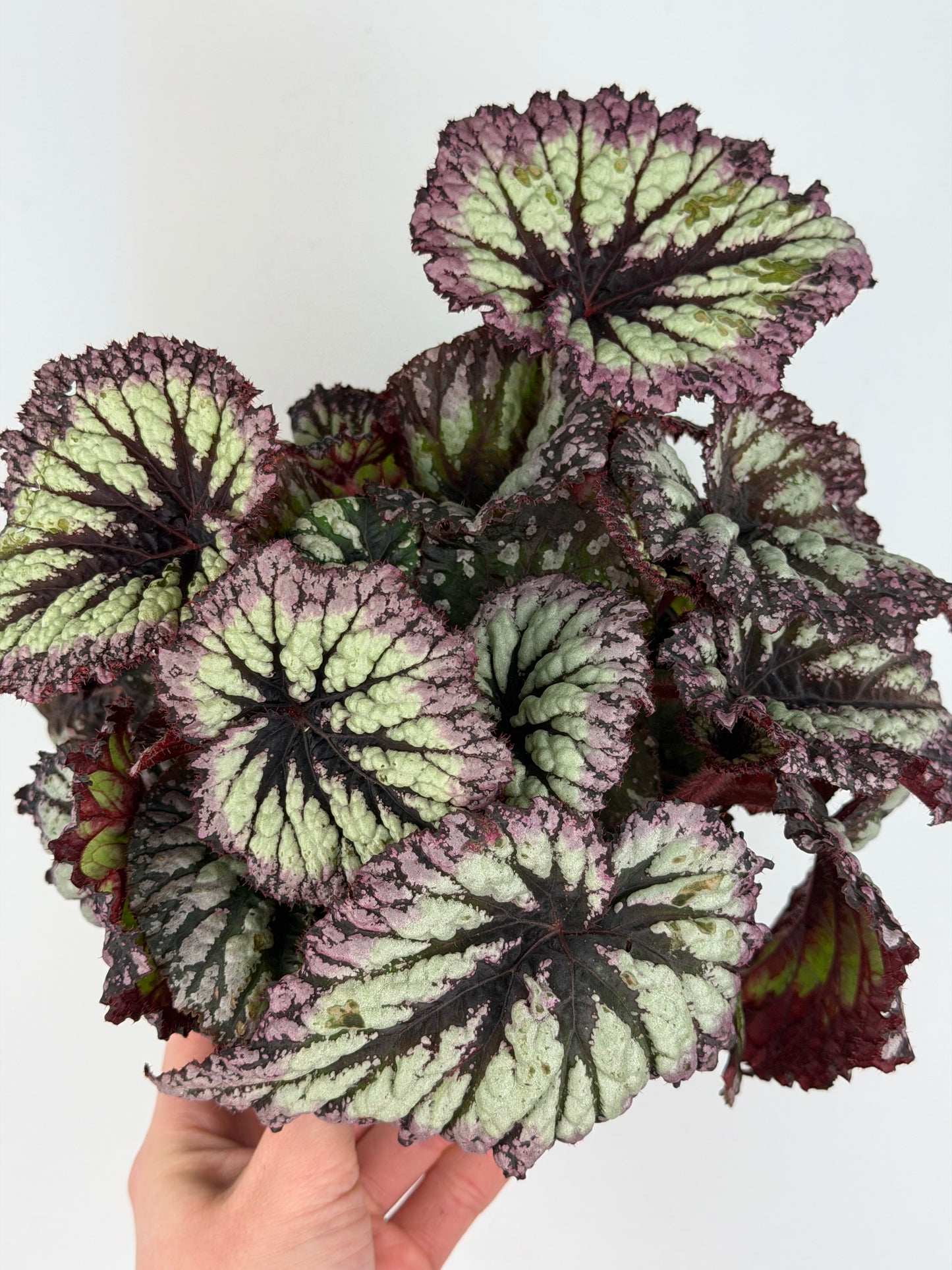 Begonia Fireworks Begonia Tropical Corner