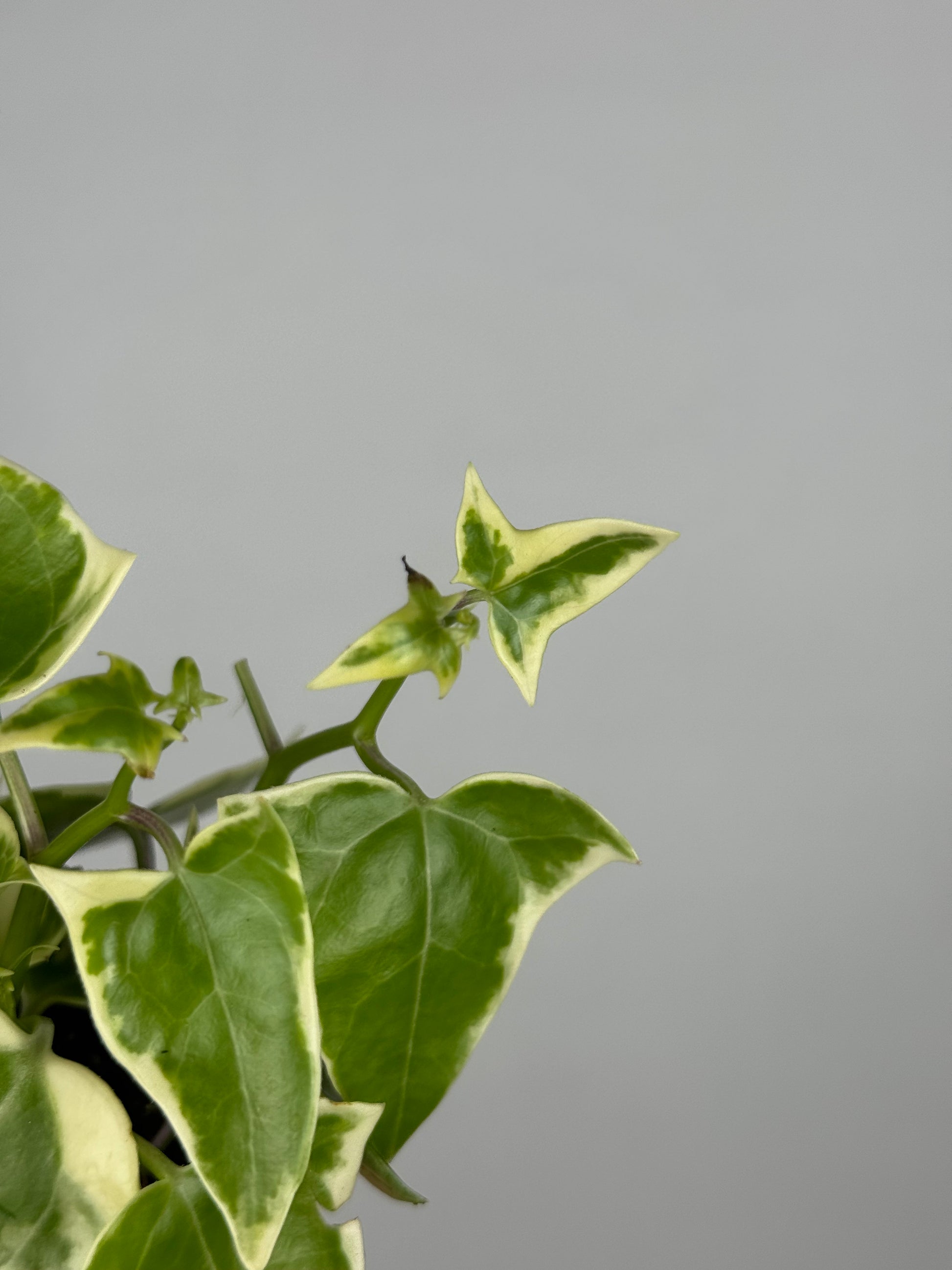 Senecio macroglossus 'Variegatus'