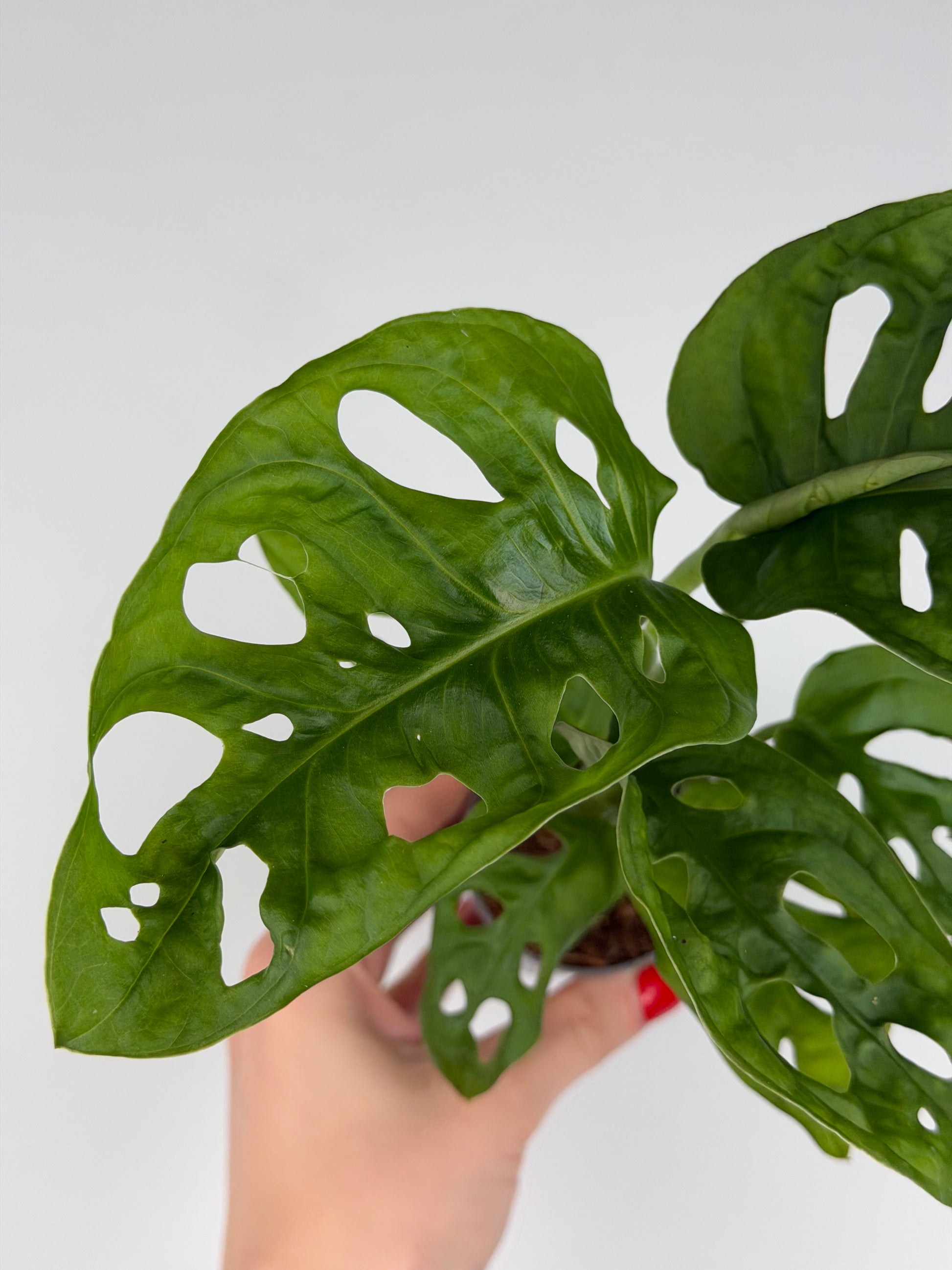 Monstera Adansonii 'Monkey Mask' Monstera Tropical Corner