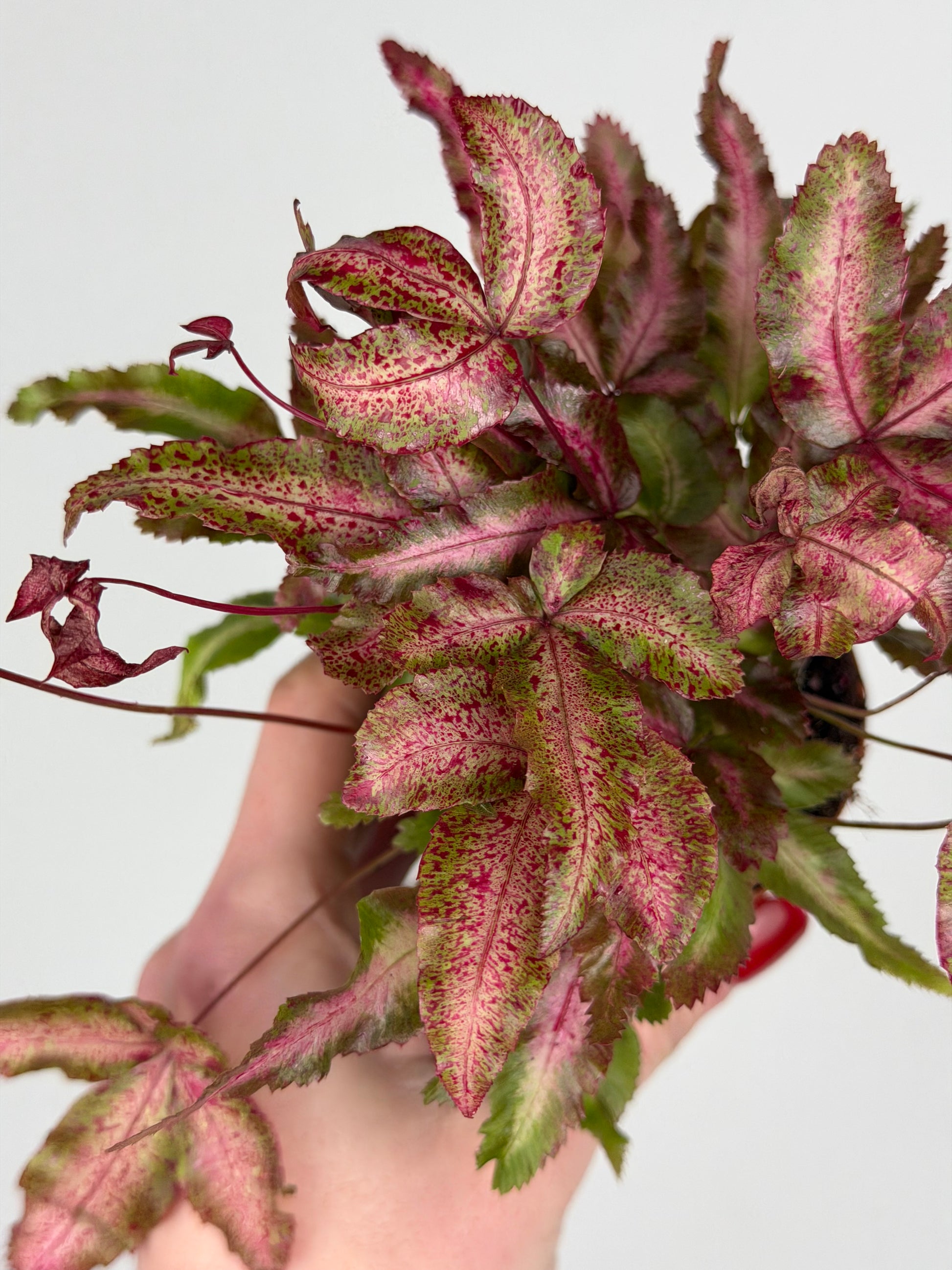 Pteris Cretica Albolineata Make up