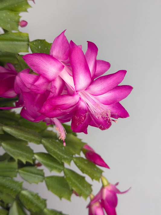 Schlumbergera Fucsia