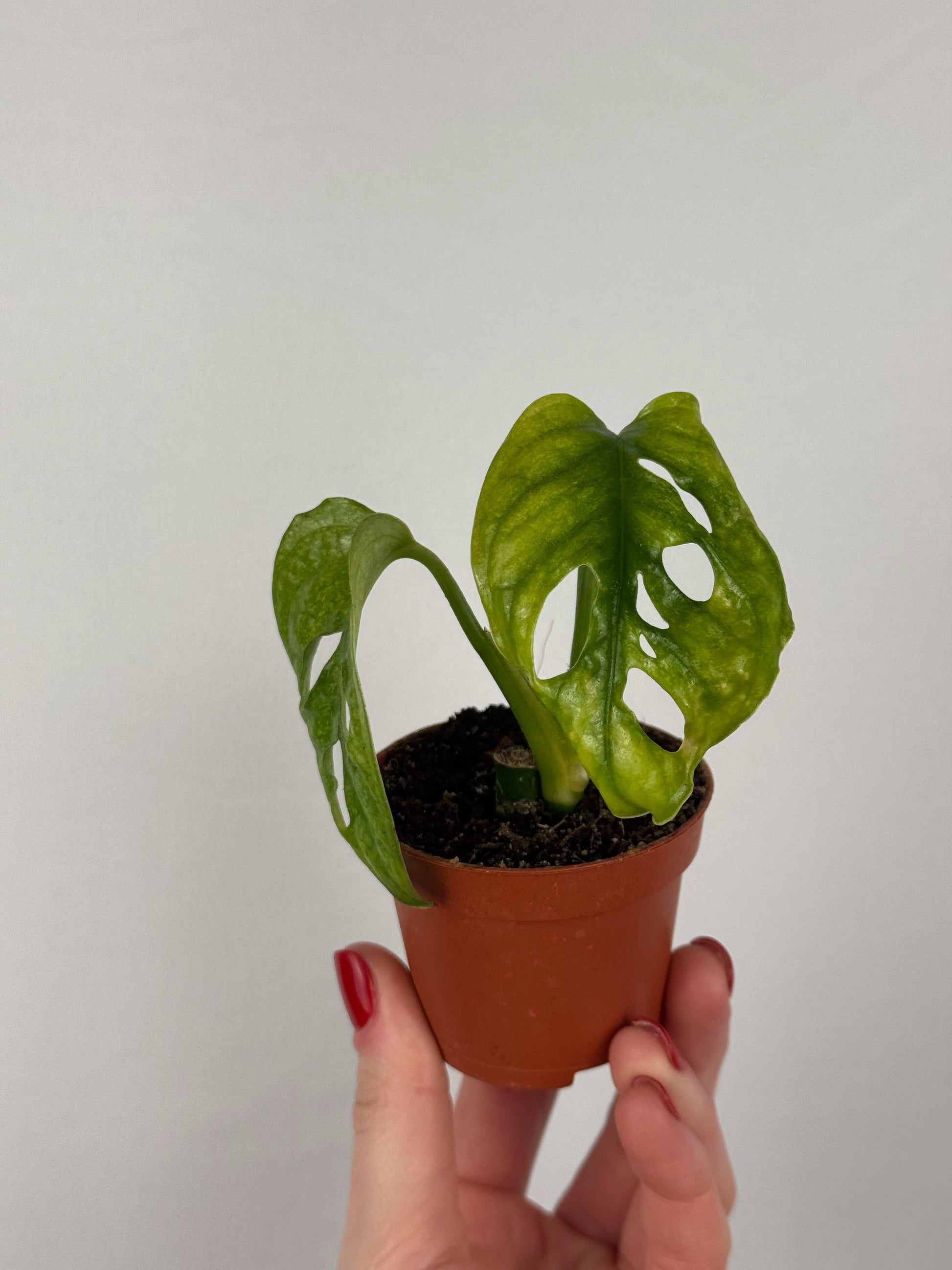 Monstera Adansonii “Mint” | Pina