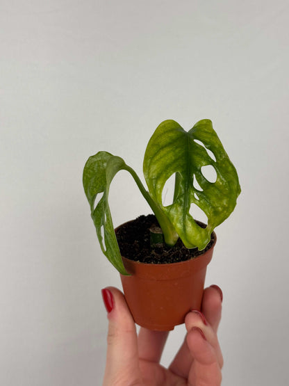 Monstera Adansonii “Mint” | Pina