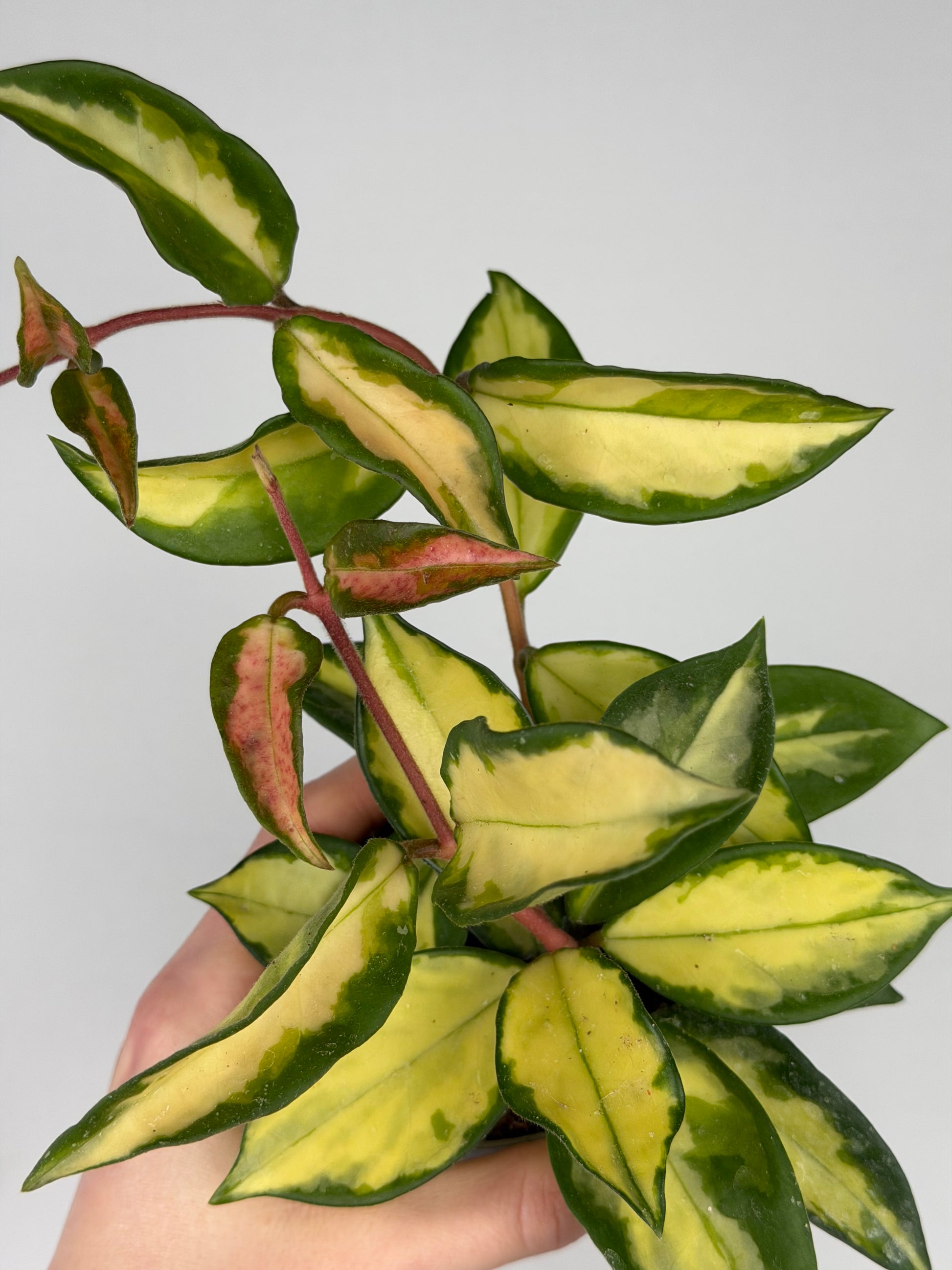 Hoya Tricolor Hoya Tropical Corner