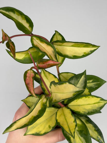 Hoya Tricolor Hoya Tropical Corner