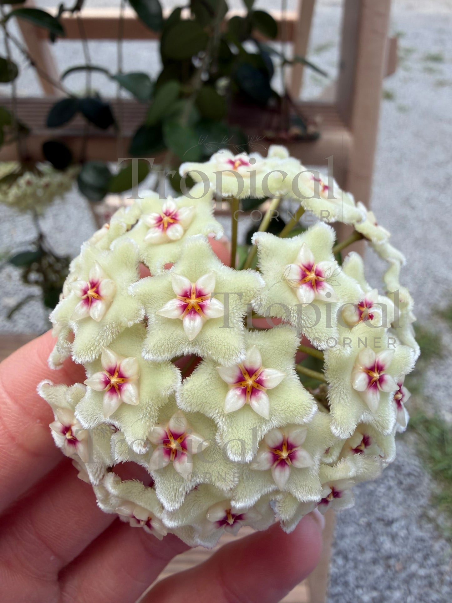 Hoya Mathilde Splash Hoya Tropical Corner
