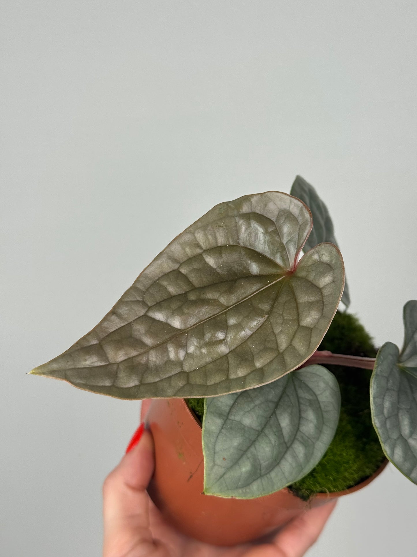 Anthurium Luxurians