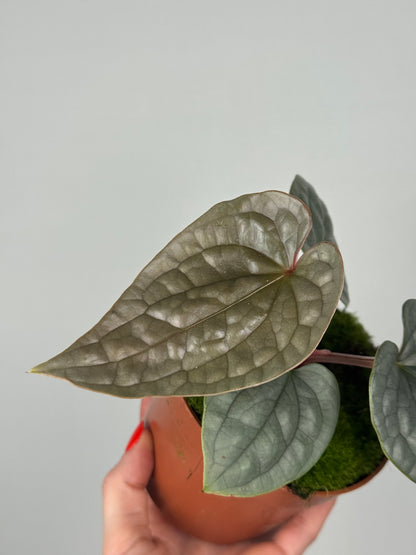 Anthurium Luxurians