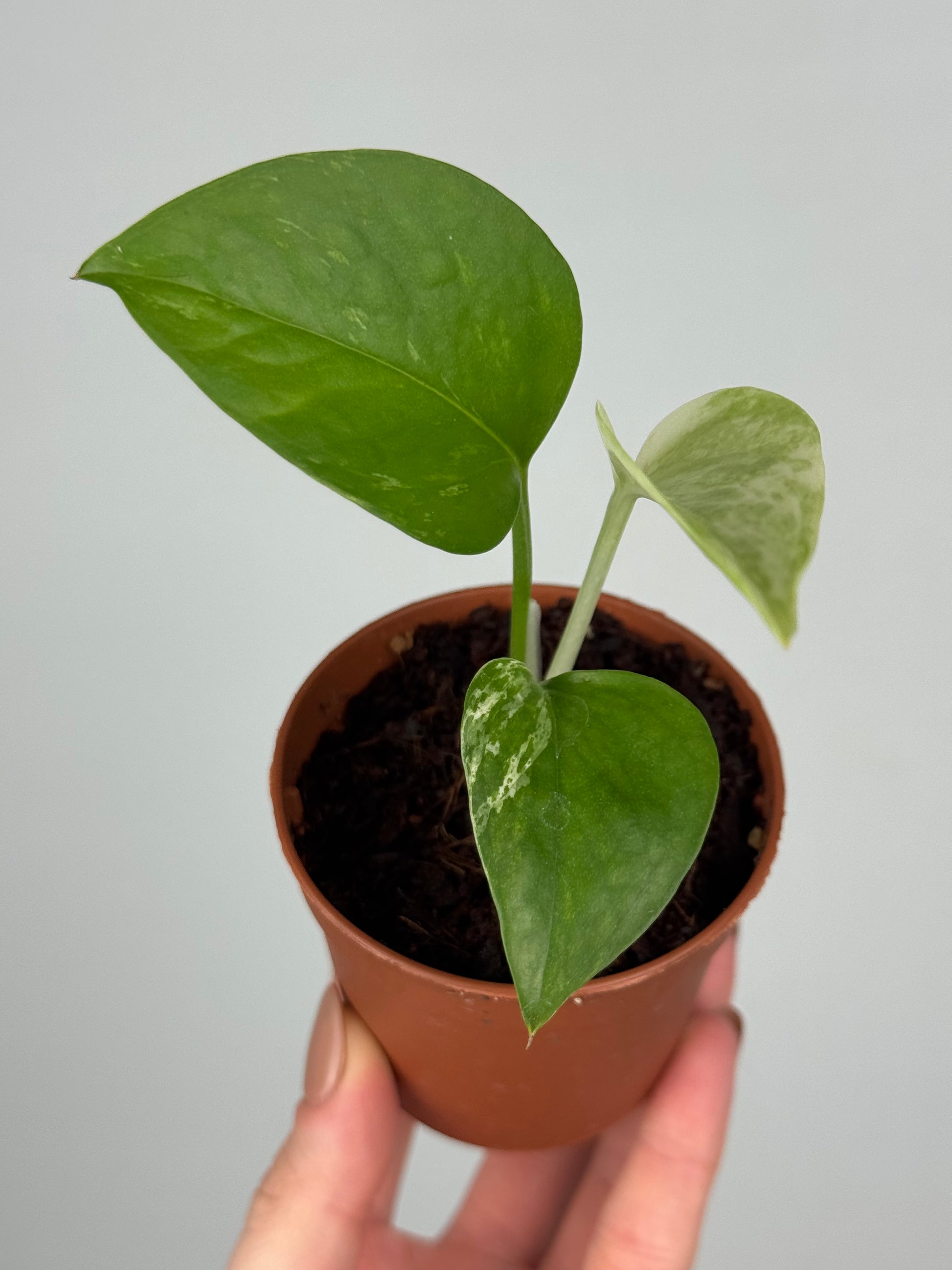 Epipremnum Marble Queen | Oris