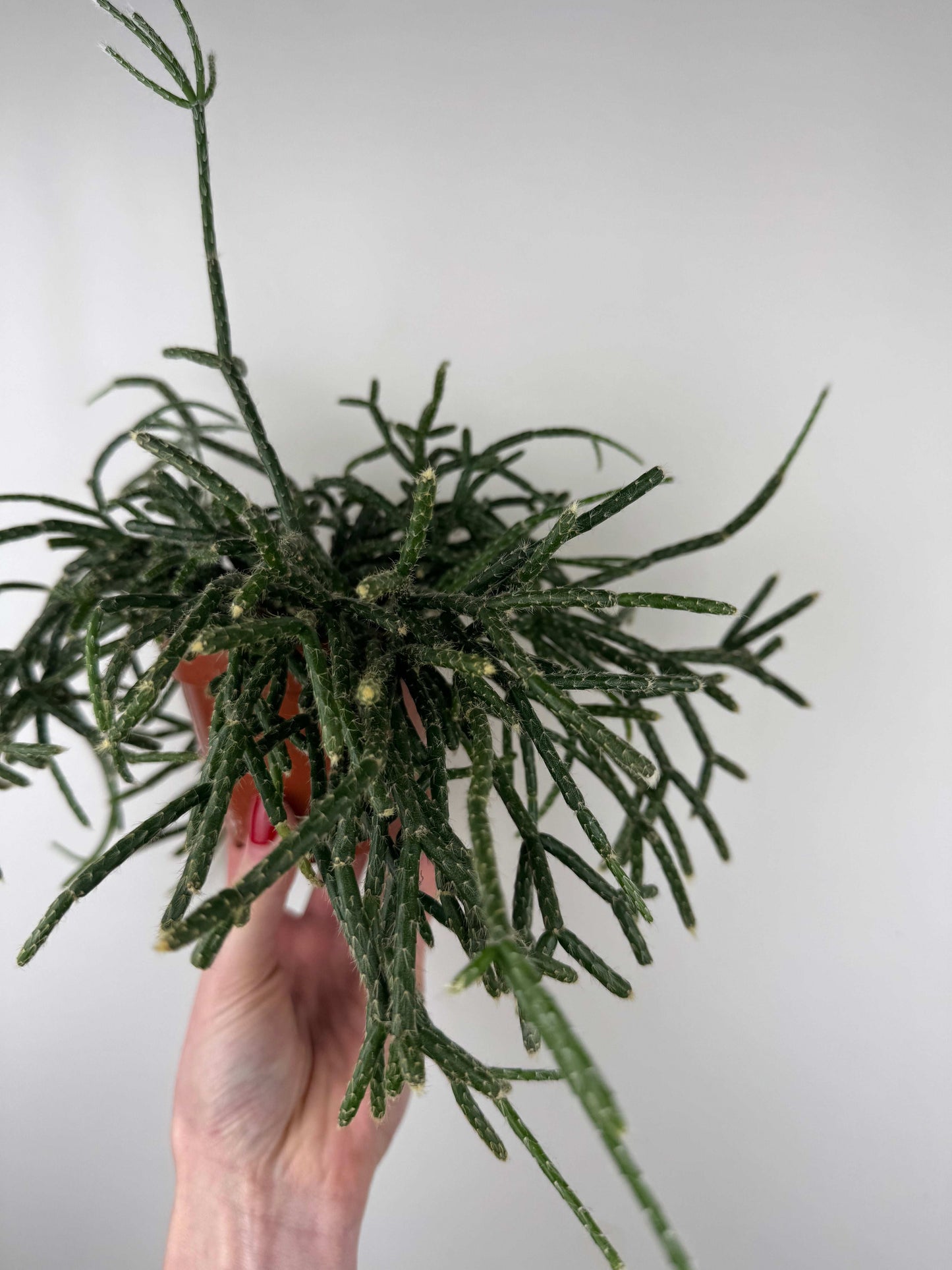 Rhipsalis “Pilocarpa”