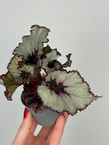 Begonia “Evening Glow”